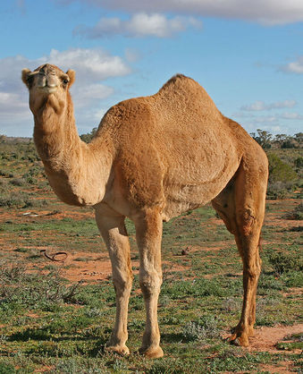 487px-07._Camel_Profile,_near_Silverton,_NSW,_07.07.2007.jpg